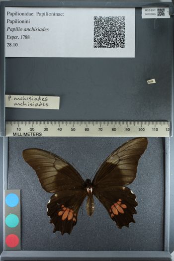 Media type: image;   Entomology 172645